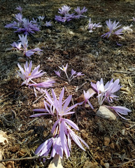 Colchicum hierosolymitanum