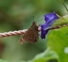 Pelopidas assamensis