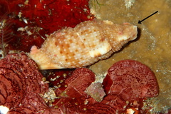 Colubraria