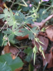 Geranium pyrenaicum