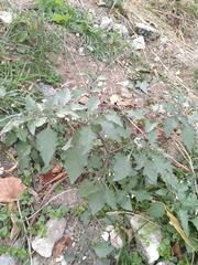 Solanum nigrum
