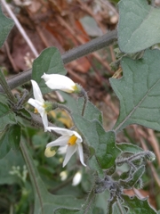 Solanum nigrum