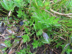 Laurembergia repens