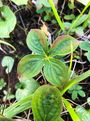 Cornus unalaschkensis