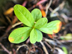 Lysimachia europaea