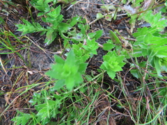 Laurembergia repens