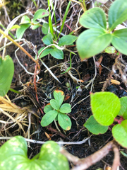 Lysimachia europaea