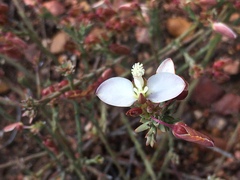 Polygala microlopha microlopha