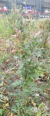 Sisymbrium loeselii