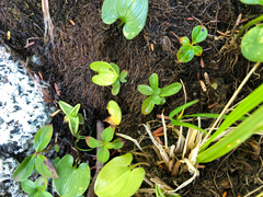 Lysimachia europaea