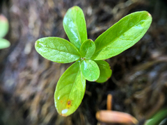 Lysimachia europaea
