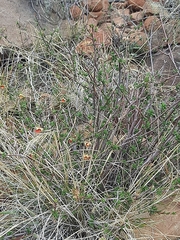 Hermannia filifolia