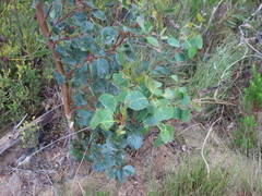 Eucalyptus cladocalyx