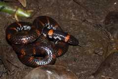 Cylindrophis ruffus