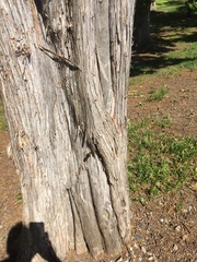 Juniperus virginiana