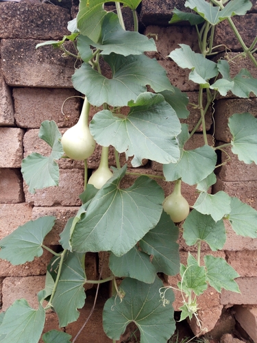 Lagenaria siceraria iNat (2)