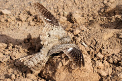 Caprimulgus aegyptius