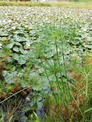 Cyperus prolifer