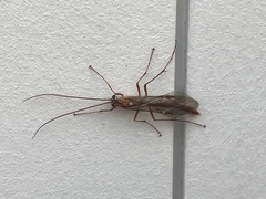 Ophion obscuratus