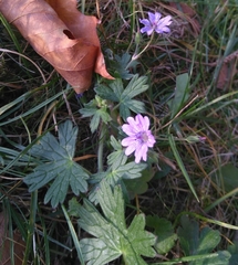 Geranium pyrenaicum
