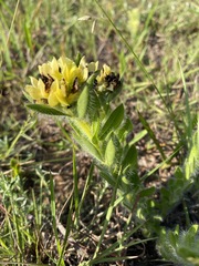 Leobordea foliosa image