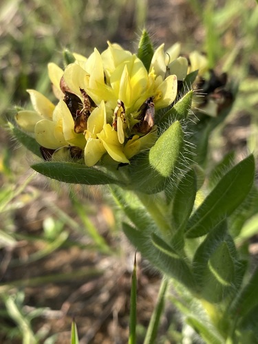 Leobordea foliosa image