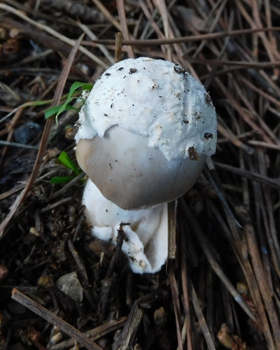 Amanita mairei — no rights reserved