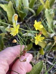 Eriospermum abyssinicum