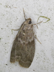 Oreana unicolorella