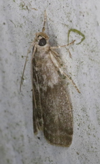 Oreana unicolorella
