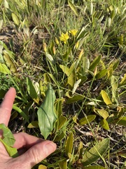 Eriospermum abyssinicum