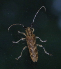 Saperda obliqua