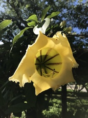 Solandra