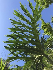 Thaumatophyllum bipinnatifidum
