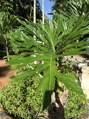 Thaumatophyllum bipinnatifidum