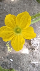 Cucumis melo agrestis