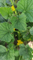 Cucumis melo agrestis