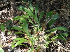Prosthechea boothiana
