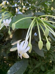 Posoqueria