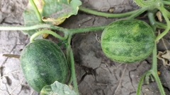 Cucumis melo agrestis