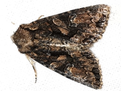 Dryobotodes tenebrosa
