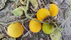 Cucumis melo agrestis