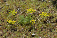 Lomatium macrocarpum