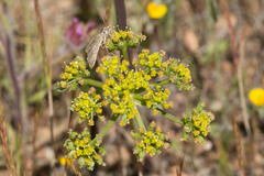 Lomatium macrocarpum
