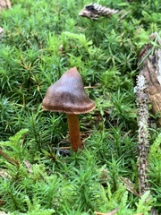Cortinarius sanguineus