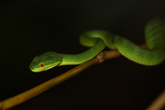 Trimeresurus albolabris