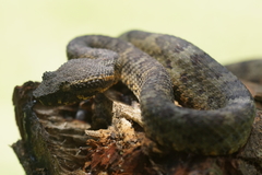 Craspedocephalus puniceus