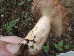Lactarius dispersus