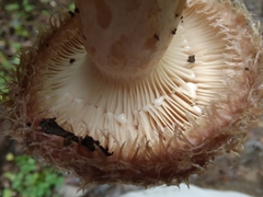 Lactarius dispersus