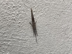 Ypsolopha mucronella